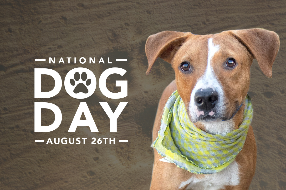 August 26 National Dog Day The Muttigrees® Curriculum